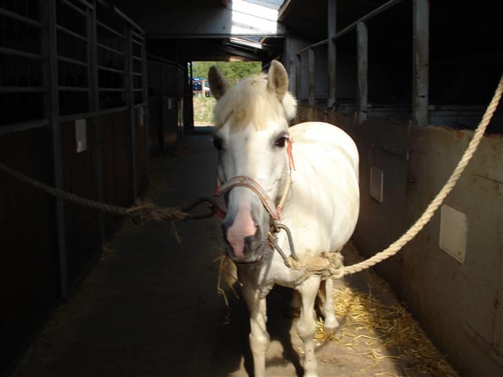 Anden særlig race Quickstep - 14| på staldgangen i skanderborg.  billede 14