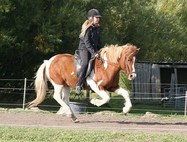 Islænder Falleg fra Thorsvighus - Falleg og jeg til boble i 4.1 - her i galop :) <3 Foto: Caroline Storch <3 billede 15