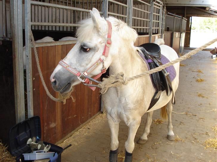 Anden særlig race Quickstep - 15| efter vores ridetur[engturen] lidt af skoven. du var rigtig dygtig & frisk!<3 billede 15
