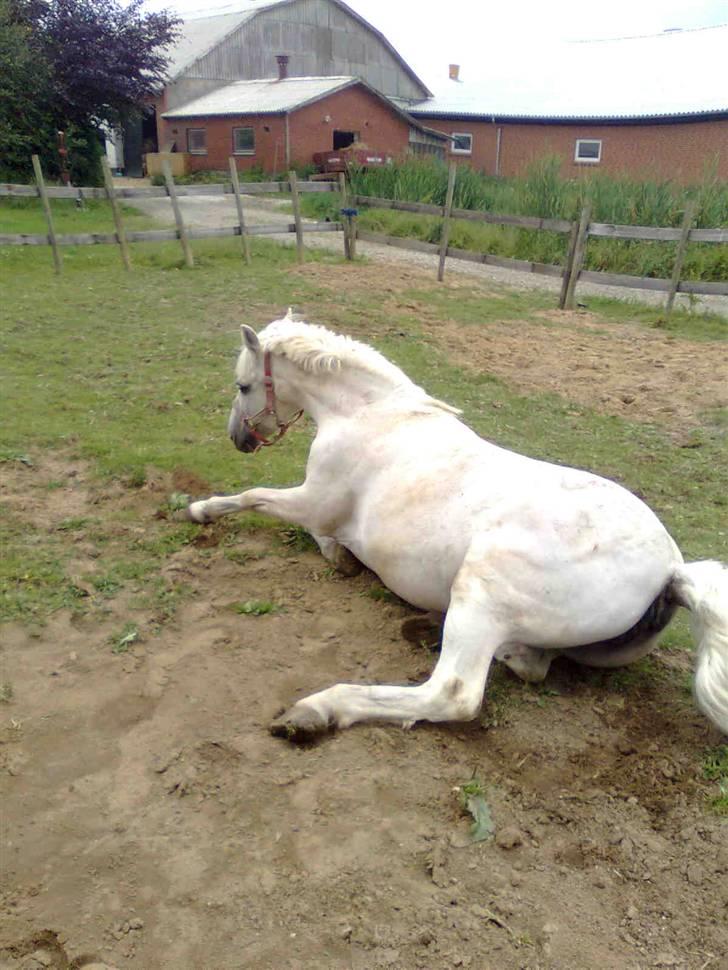 Anden særlig race Quickstep - 16| rulle.rulle :D billede 16