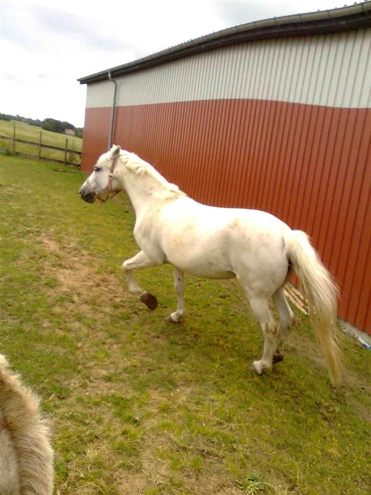 Anden særlig race Quickstep - 17| billede 17