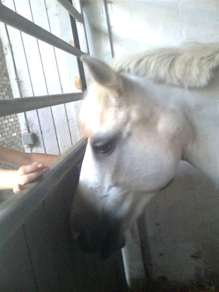 Anden særlig race Quickstep - 18| quickstep´s smukke hoved{: billede 18