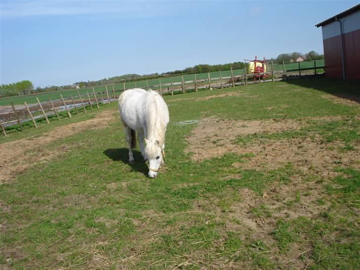 Anden særlig race Quickstep - 19| Hun ligner sådan en lille shetter, med masse pels d:  billede 19