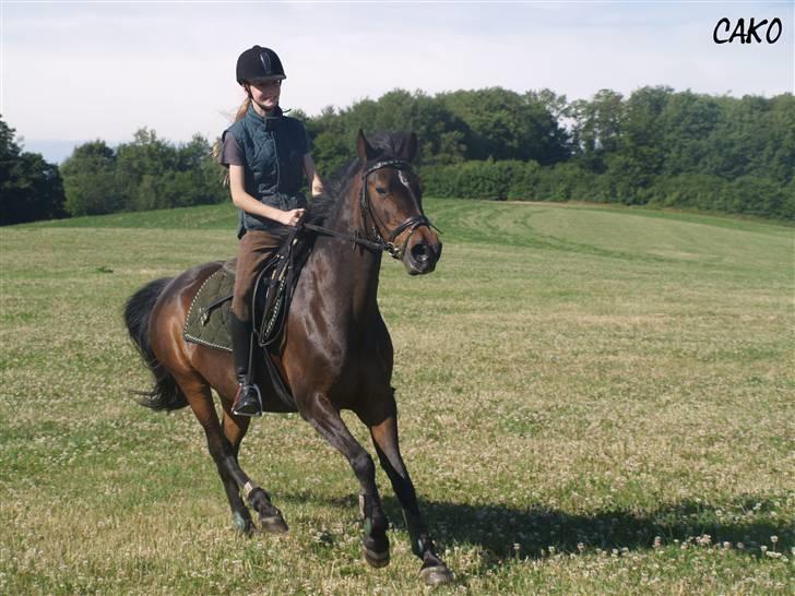 Anden særlig race Dark Beauty - Frederikke og Dark Beauty i galop på tur d. 4. juli 2008. billede 20