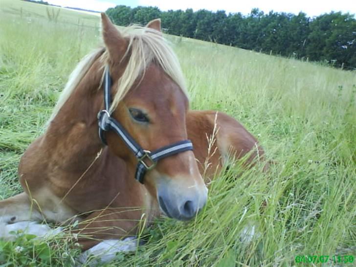 Gotlandsruss Amigo billede 3