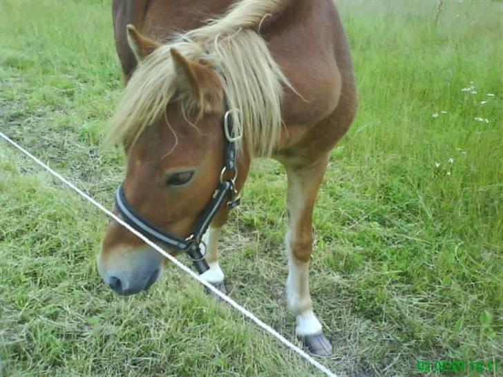 Gotlandsruss Amigo billede 6