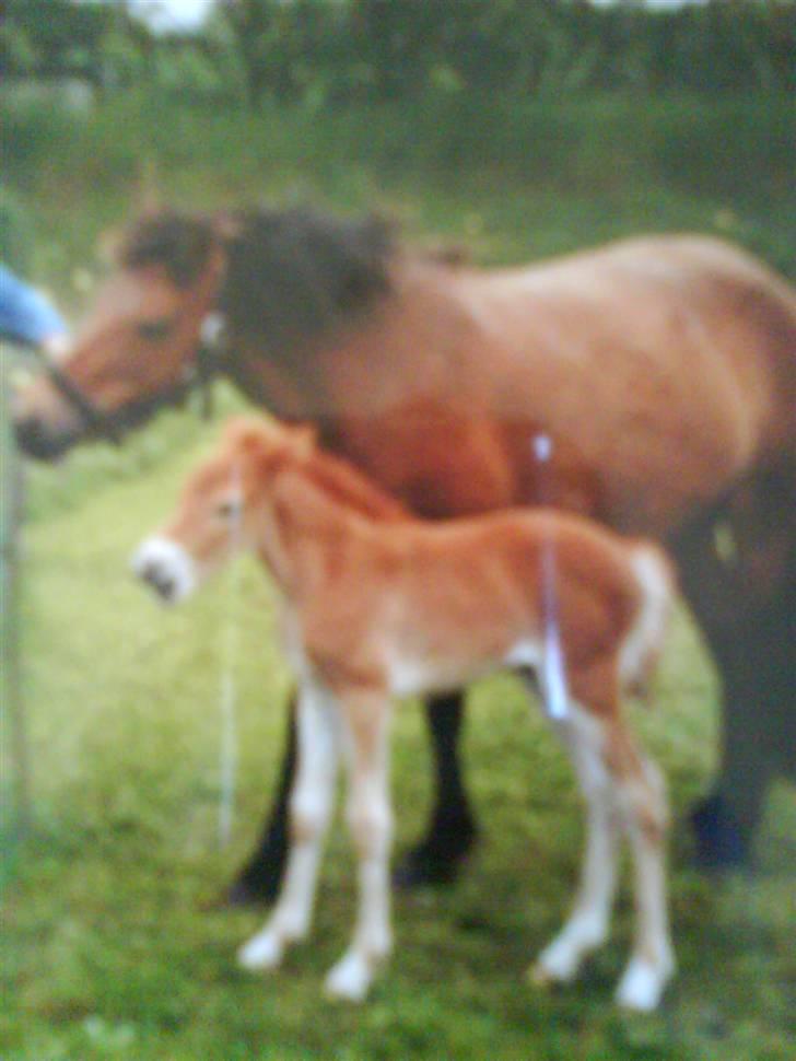 Gotlandsruss Amigo <3  - 3 dag gammel billede 5