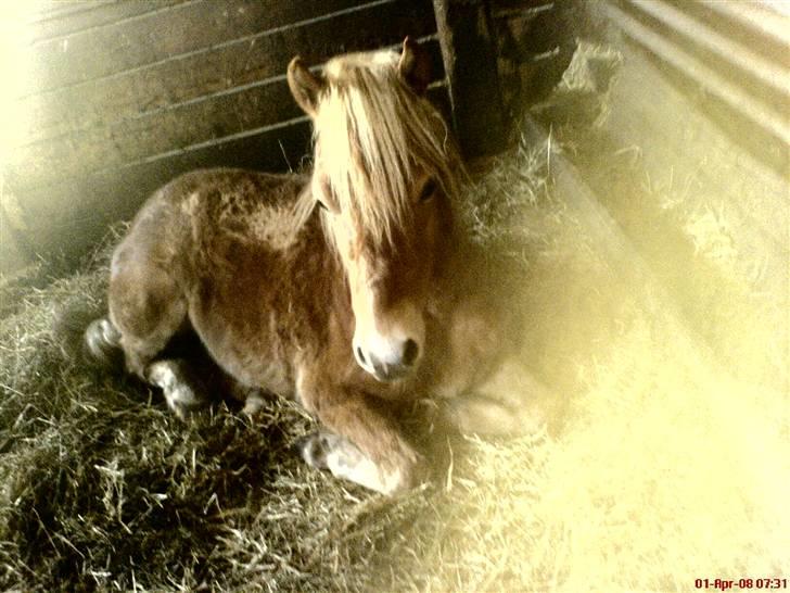 Gotlandsruss Amigo <3  billede 9