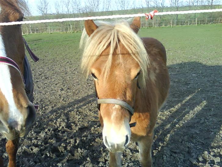 Gotlandsruss Amigo <3  billede 12