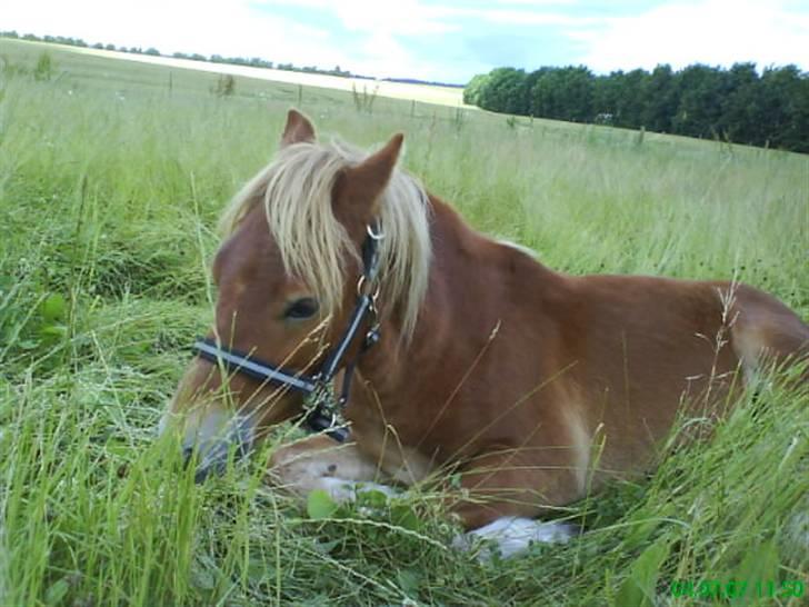 Gotlandsruss Amigo <3  billede 14