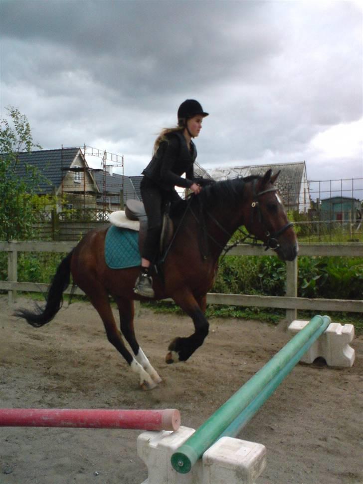 Anden særlig race Hunterlaar*Tidl. passer* - spring med louise :) billede 13
