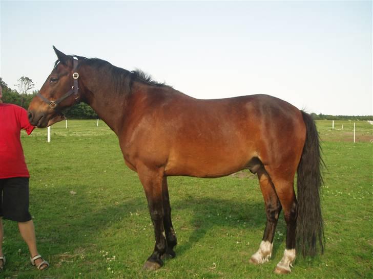 Anden særlig race Amadeo*solgt* - Se min flotte krop. billede 9