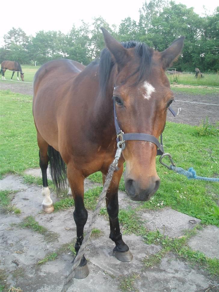 Anden særlig race Amadeo*solgt* - Mhhhh sliksten... billede 10