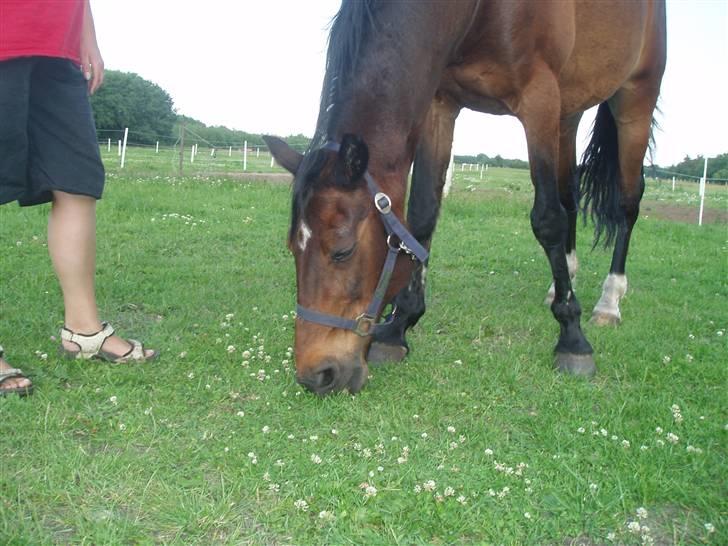 Anden særlig race Amadeo*solgt* - Endelig GRÆS!!!!! billede 12