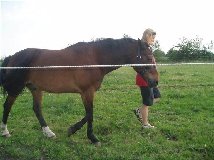 Anden særlig race Amadeo*solgt* - Hva skal jeg nu?? billede 13