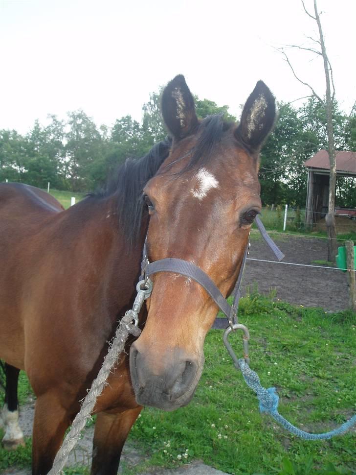 Anden særlig race Amadeo*solgt* - Hva er det du laver Maja?? billede 14