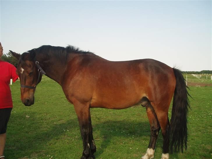 Anden særlig race Amadeo*solgt* - Jeg vil ha´mer græs... billede 15