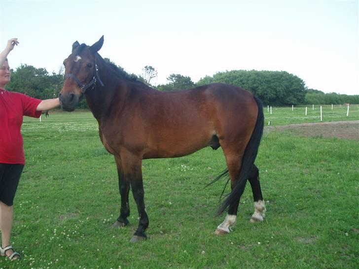 Anden særlig race Amadeo*solgt* - Gå nu jeg keder mig... billede 18