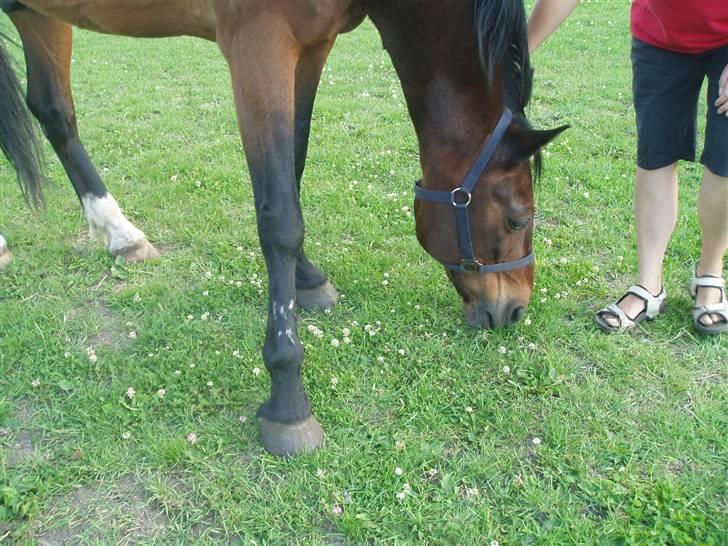 Anden særlig race Amadeo*solgt* - Såda nu er jeg tilfreds får nu kan jeg spise græs.... billede 19