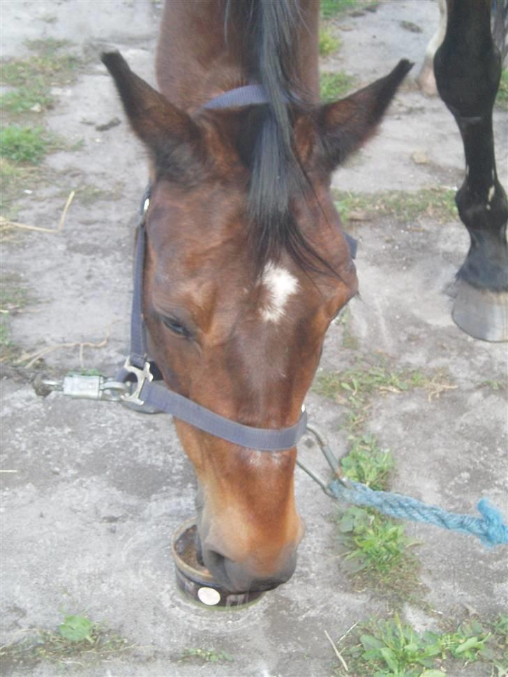 Anden særlig race Amadeo*solgt* - JUBIIII.......Siksten!!!!! billede 20