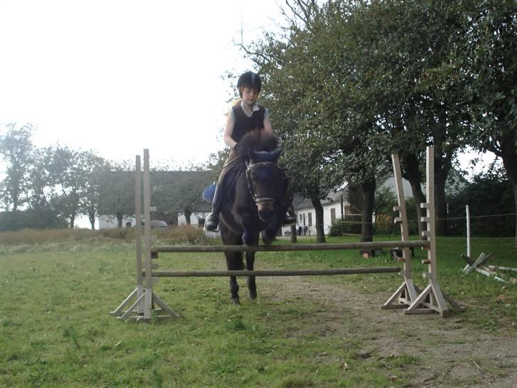 Islænder Blanding |Solvang's Bello<3 [Miss you] - Dengang.. :´-)
 Foto:Emma;) billede 3