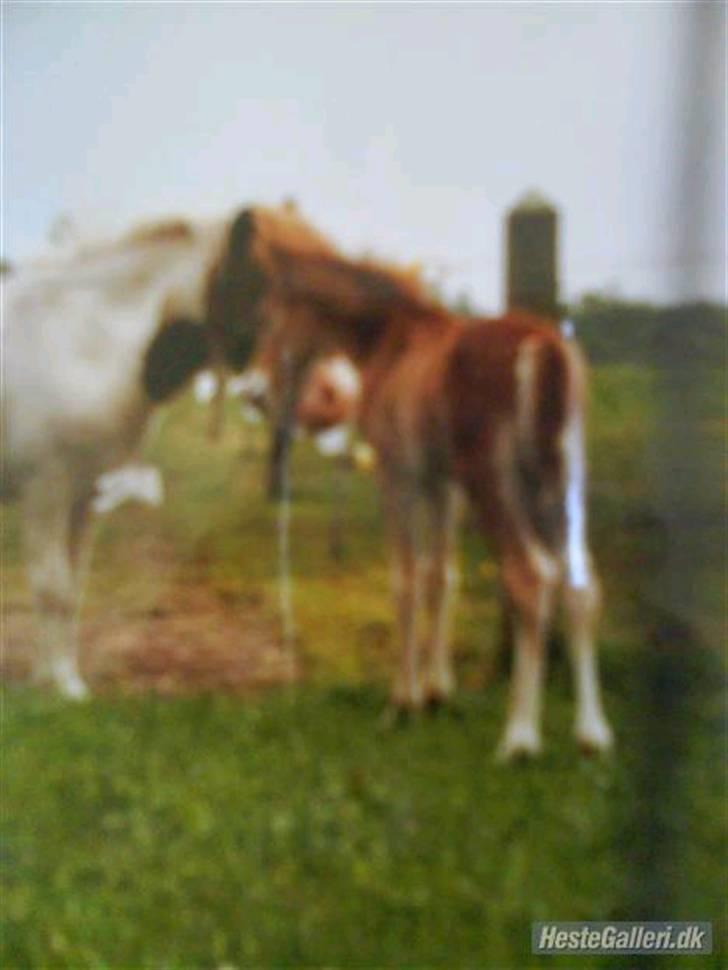 Gotlandsruss Amigo billede 14