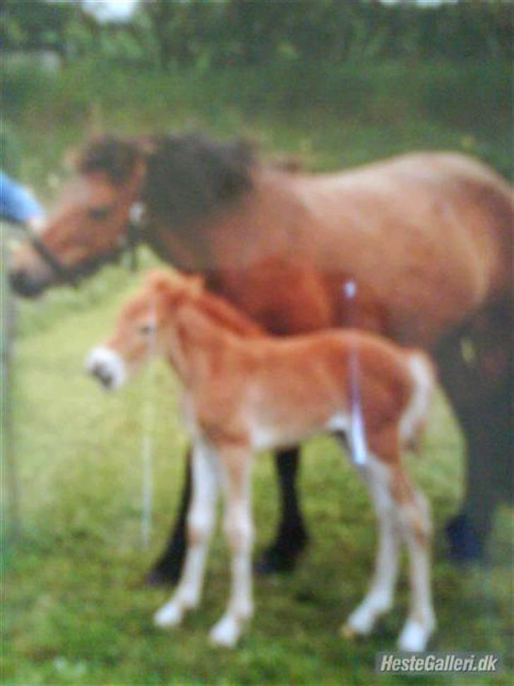 Gotlandsruss Amigo billede 16