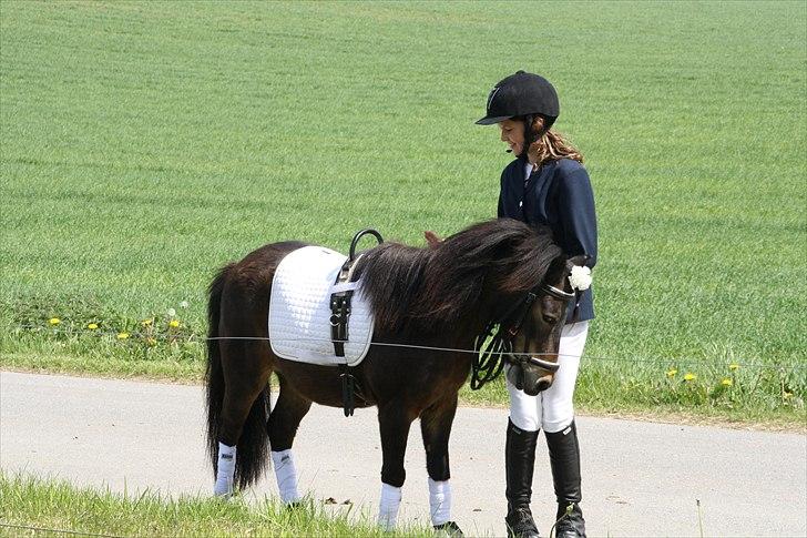 Islænder Blanding |Solvang's Bello<3 [Miss you] - I <3 You :) billede 5