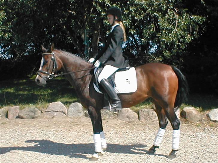 DSP TennesseeToftebanke SOLGT billede 3