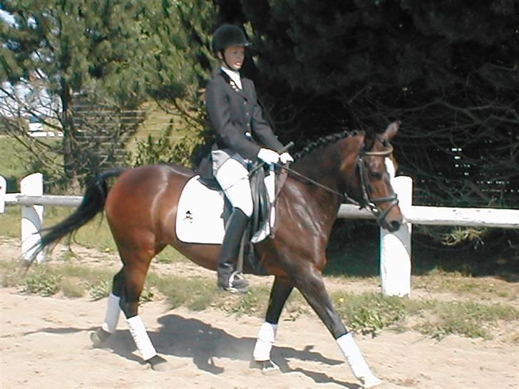 DSP TennesseeToftebanke SOLGT billede 4