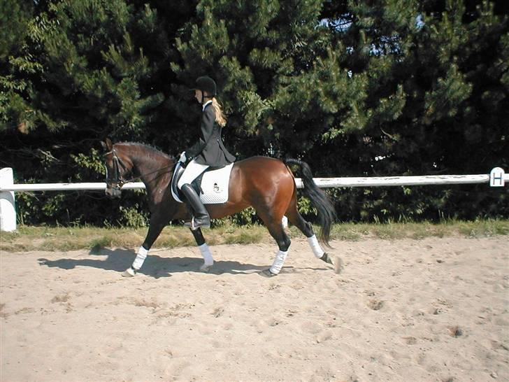 DSP TennesseeToftebanke SOLGT billede 5