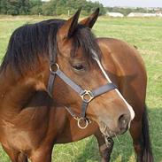 Arabisk fuldblod (OX) Riel´l  (Solgt 2006)