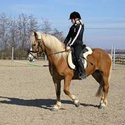 Haflinger Gordon (SOLGT) <3