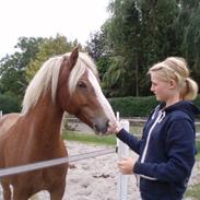 Haflinger Gordon (SOLGT) <3