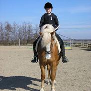 Haflinger Gordon (SOLGT) <3