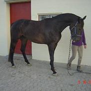 Trakehner FM´s Winnietou *Solgt*