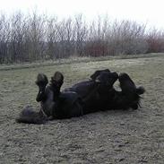 Frieser Sander van stal matjeskol