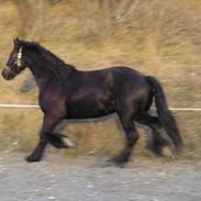 Frieser Sander van stal matjeskol