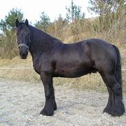 Frieser Sander van stal matjeskol