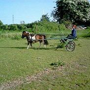 Pinto Mille Charfilo R.I.P. 