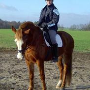 Dansk Varmblod ## Emir ##