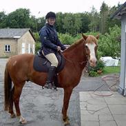 Dansk Varmblod ## Emir ##