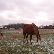 Anden særlig race Chanel