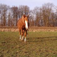 Anden særlig race Chanel