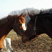 Anden særlig race Chanel