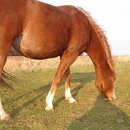 Anden særlig race Chanel