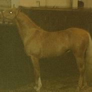 Palomino EL-SAHIB *død*