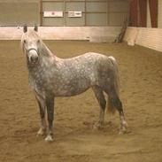 Welsh Pony af Cob-type (sec C) Cherie