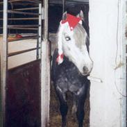 Welsh Pony af Cob-type (sec C) Cherie