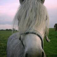 Welsh Pony af Cob-type (sec C) Cherie